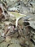 Clitocybe gibba image