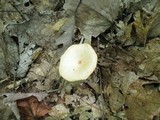 Clitocybe gibba image