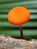 Marasmius ruber image