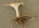 Clitocybe gibba image