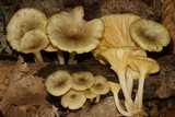 Chrysomphalina strombodes image