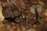 Neohygrocybe subovina image