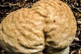 Calvatia cyathiformis image