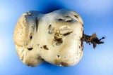 Calvatia cyathiformis image