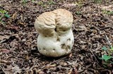 Calvatia cyathiformis image