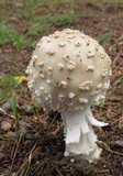 Amanita canescens image