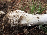 Amanita canescens image