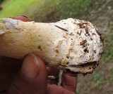 Amanita canescens image