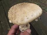 Amanita canescens image