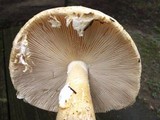 Amanita canescens image