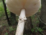 Amanita spreta image
