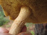 Suillus americanus image
