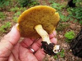 Suillus americanus image