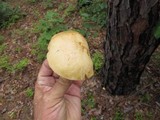 Suillus americanus image