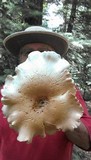 Leucopaxillus giganteus image