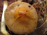 Cortinarius corrugatus image