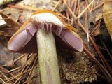 Cortinarius corrugatus image