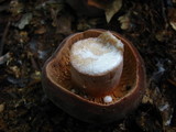 Lactarius corrugis image
