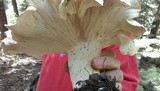 Leucopaxillus giganteus image