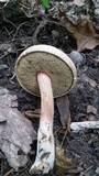 Caloboletus inedulis image