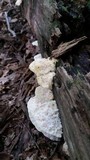 Tyromyces galactinus image