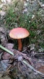 Boletus rubellus image