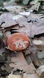 Lactifluus hygrophoroides image