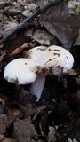 Russula flavisiccans image