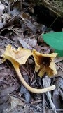 Cantharellus appalachiensis image
