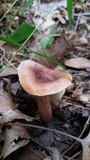 Lactarius quietus image