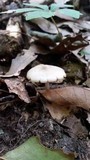 Entoloma strictius image