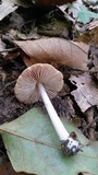 Entoloma strictius image