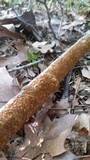 Hydnochaete olivacea image