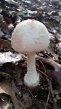 Amanita daucipes image