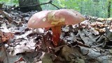 Boletus pallidoroseus image