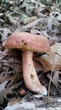 Xanthoconium purpureum image