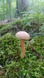 Aureoboletus auriporus image