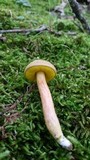 Aureoboletus auriporus image