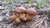 Aureoboletus innixus image