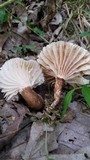 Lactarius gerardii var. gerardii image