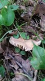 Lactarius gerardii var. gerardii image