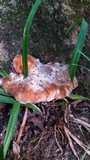 Fomitopsis spraguei image