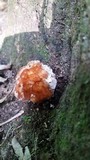 Fomitopsis spraguei image
