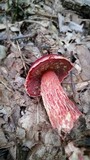 Butyriboletus frostii image