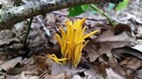 Clavulinopsis fusiformis image