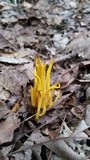 Clavulinopsis fusiformis image