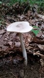 Amanita sect. Vaginatae image