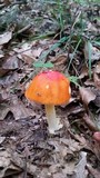 Amanita parcivolvata image
