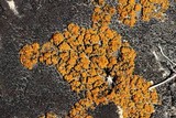 Caloplaca flavovirescens image