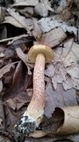 Leccinum longicurvipes image